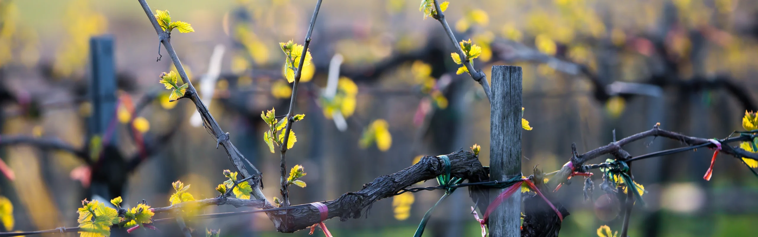 Climate of Finger Lakes Wine Country