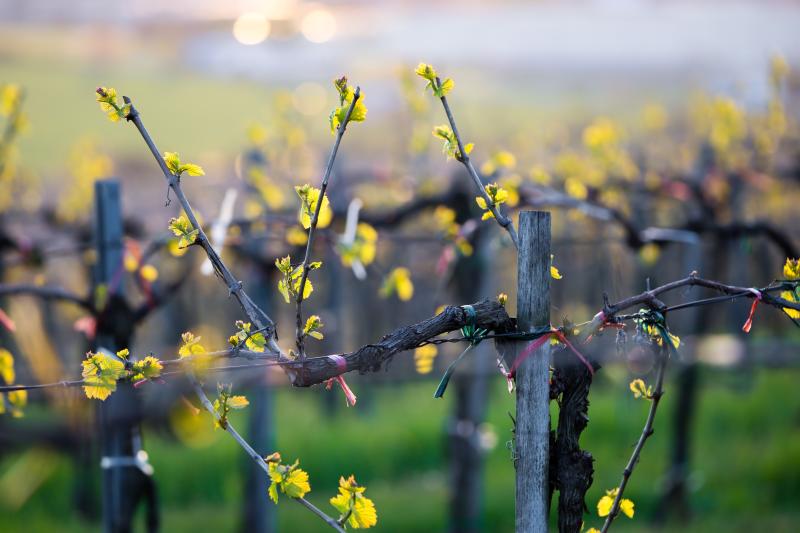 Spring in Finger Lakes