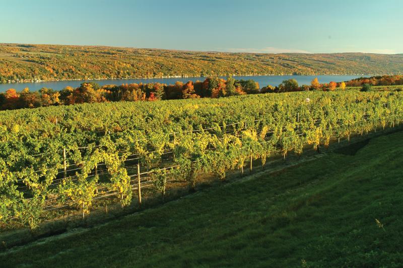 View from Dr. Konstantin Frank Winery