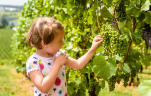 Kid-Friendly Wineries and Activities Guide